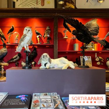 Deyrolle, l'incroyable cabinet de curiosités à Paris - nos photos