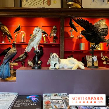Deyrolle, l'incroyable cabinet de curiosités à Paris - nos photos