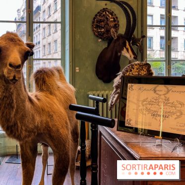 Deyrolle, l'incroyable cabinet de curiosités à Paris - nos photos