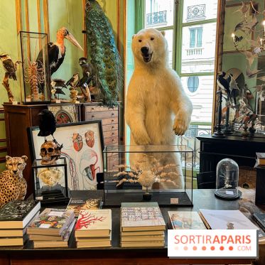 Deyrolle, l'incroyable cabinet de curiosités à Paris - nos photos