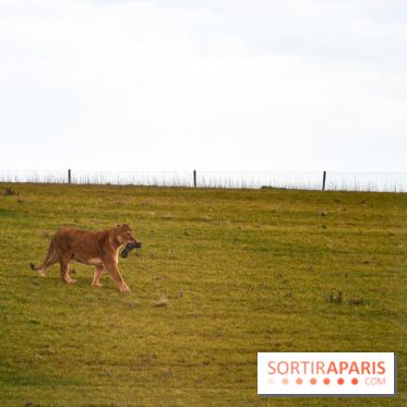 Le Royaume des Lions, l'hôtel immersif à la Lumigny Safari Reserve - nos photos - AF274443 0D37 4C96 9312 8AA58749569C