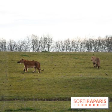 Le Royaume des Lions, l'hôtel immersif à la Lumigny Safari Reserve - nos photos - 593B9003 B1C8 4975 8D19 0E6D450B2386