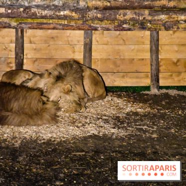 Le Royaume des Lions, l'hôtel immersif à la Lumigny Safari Reserve - nos photos - 188C6498 5AAA 4BBA B147 F41BAD933D6C