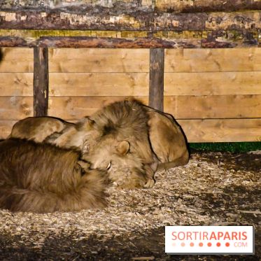 Le Royaume des Lions, l'hôtel immersif à la Lumigny Safari Reserve - nos photos - 379E824D D6EB 4511 9D9A EFA853D418FA