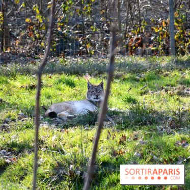 Lumigny Safari Reserve - nos photos - image00051