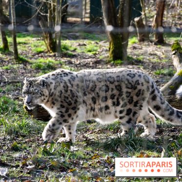 Lumigny Safari Reserve - nos photos - image00042