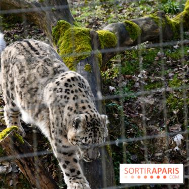 Lumigny Safari Reserve - nos photos - image00038