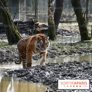 Lumigny Safari Reserve - nos photos - image00033