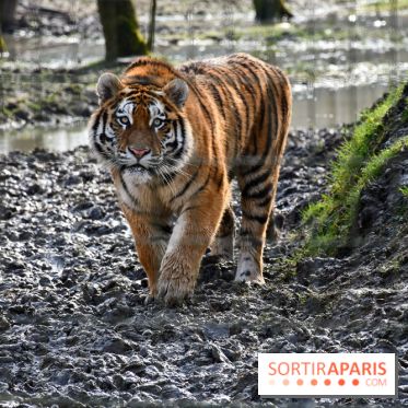 Lumigny Safari Reserve - nos photos