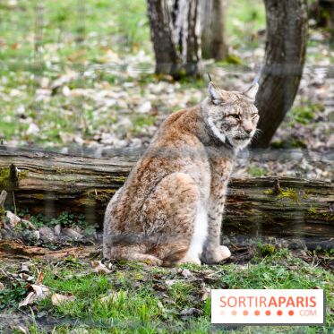 Lumigny Safari Reserve - nos photos - image00031