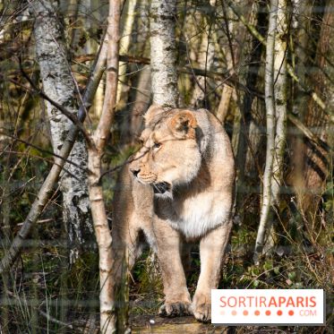 Lumigny Safari Reserve - nos photos