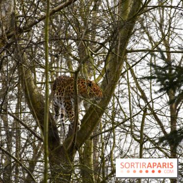 Lumigny Safari Reserve - nos photos - image00029