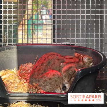 Lumigny Safari Reserve - nos photos - image00023