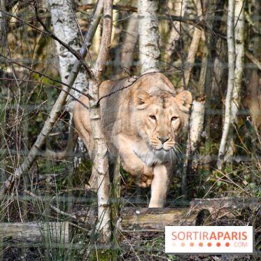 Lumigny Safari Reserve - nos photos