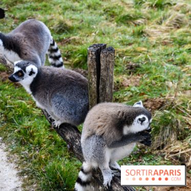 Lumigny Safari Reserve - nos photos - image00020