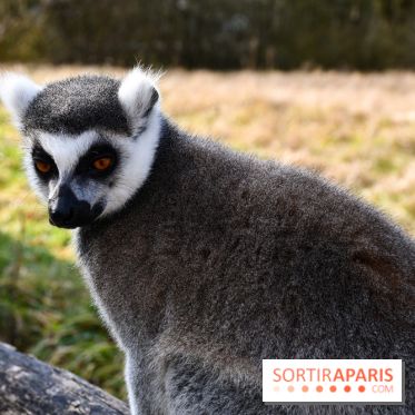 Lumigny Safari Reserve - nos photos - image00018