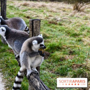 Lumigny Safari Reserve - nos photos