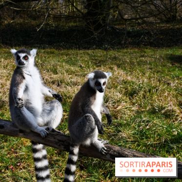 Lumigny Safari Reserve - nos photos