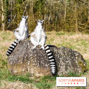 Lumigny Safari Reserve - nos photos - image00015