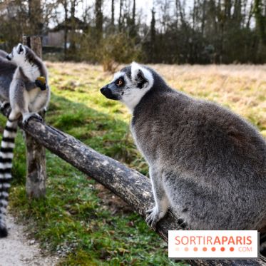 Lumigny Safari Reserve - nos photos - image00016