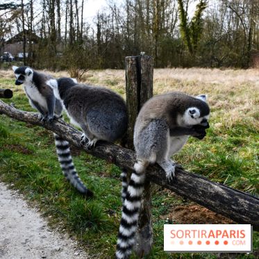 Lumigny Safari Reserve - nos photos - image00013