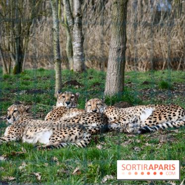 Lumigny Safari Reserve - nos photos - image00010