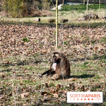 Lumigny Safari Reserve - nos photos - image00012