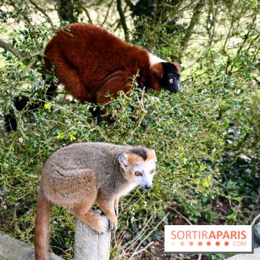 Lumigny Safari Reserve - nos photos - image00007