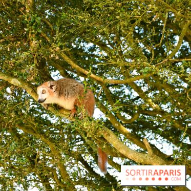 Lumigny Safari Reserve - nos photos - image00002