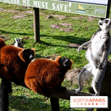 Lumigny Safari Reserve - nos photos - image00003