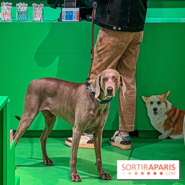 Je T'aime Comme Un Chien : food, mode, déco ... une expo qui a du chien au Bon Marché Rive Gauche - image00063