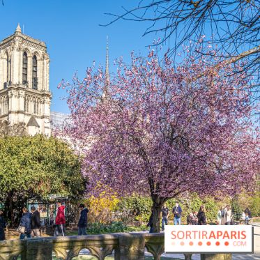 Le Square Viviani devant Notre-Dame de Paris