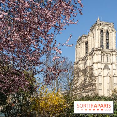 Le Square Viviani devant Notre-Dame de Paris