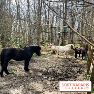 Sherwood Parc 2025 - nos photos - image00018