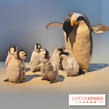 Déserts : l'exposition scientifique se dévoile au Muséum d'Histoire naturelle de Paris