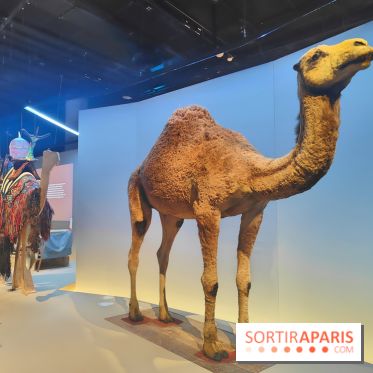 Déserts : l'exposition scientifique se dévoile au Muséum d'Histoire naturelle de Paris - fotor 1743501832255