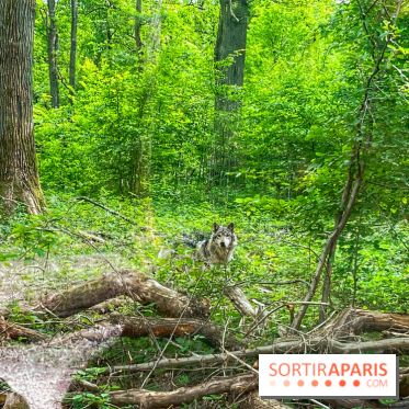 La Forêt des Loups
