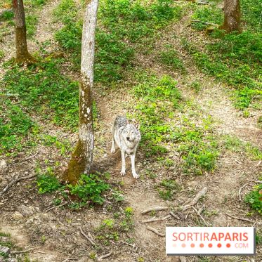La Forêt des Loups