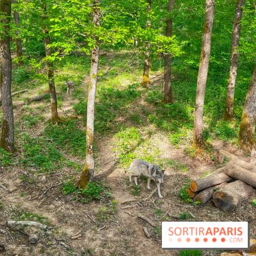 La Forêt des Loups - IMG 2106