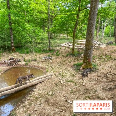 La Forêt des Loups