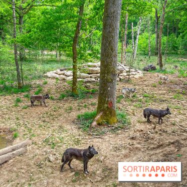 La Forêt des Loups