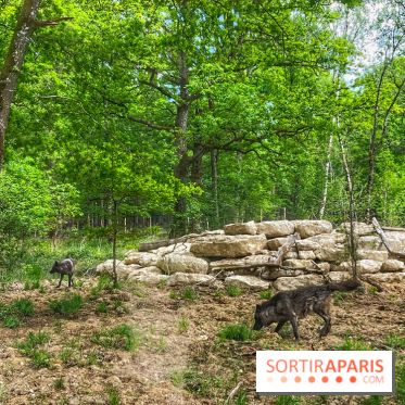 La Forêt des Loups