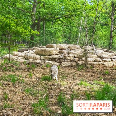 La Forêt des Loups - IMG 2121