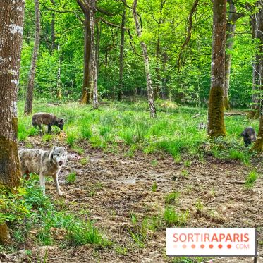 La Forêt des Loups