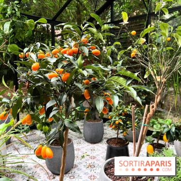 Villa9Trois - Orangerie