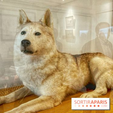 Collection dédié aux chiens