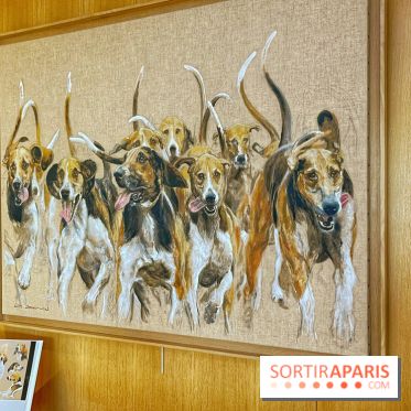 Collection dédié aux chiens