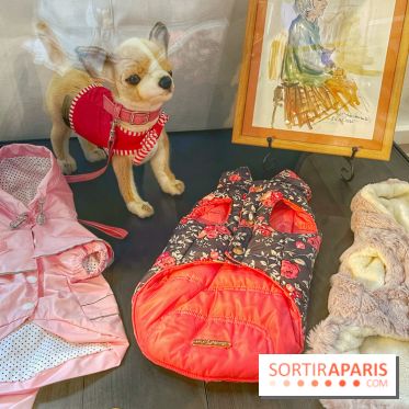 Collection dédié aux chiens