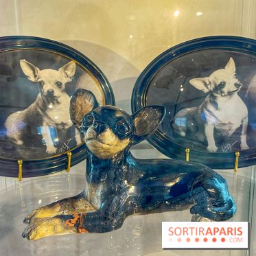 Collection dédié aux chiens