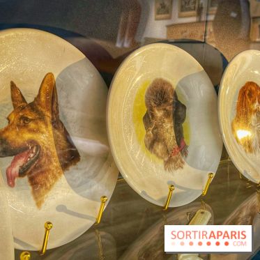 Collection dédié aux chiens